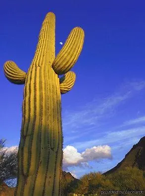 Hotel Western Phoenix Goodyear